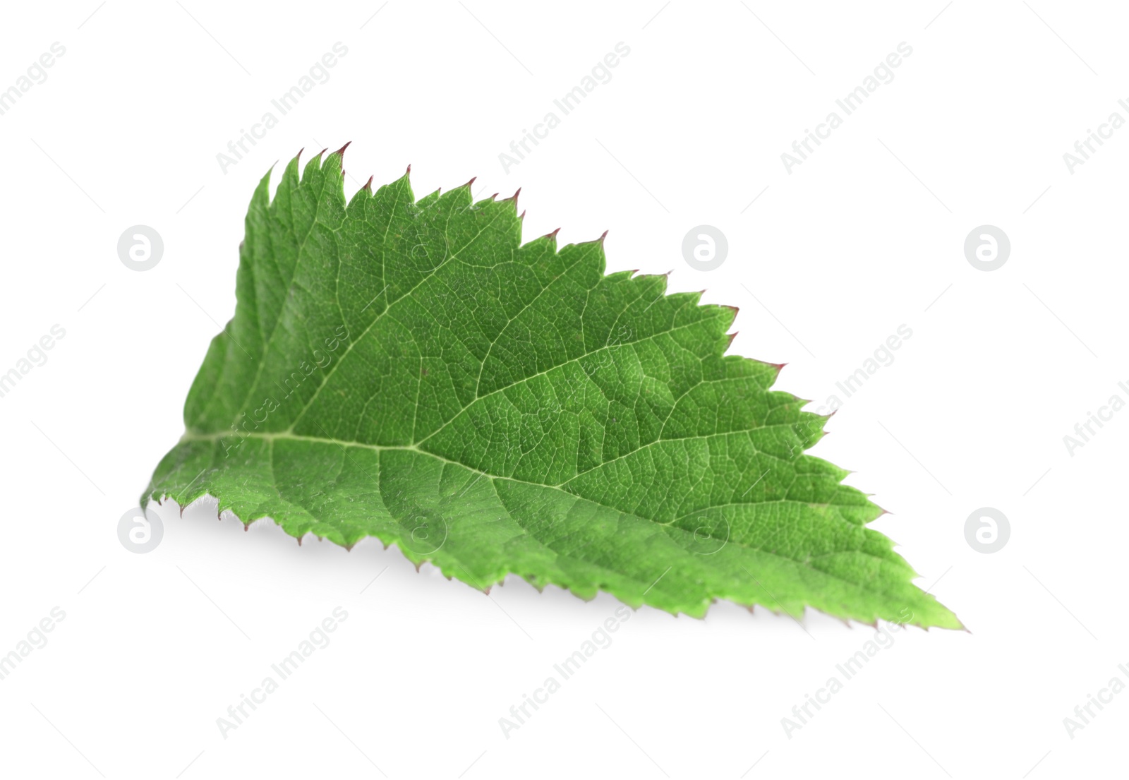 Photo of One fresh blackberry leaf isolated on white