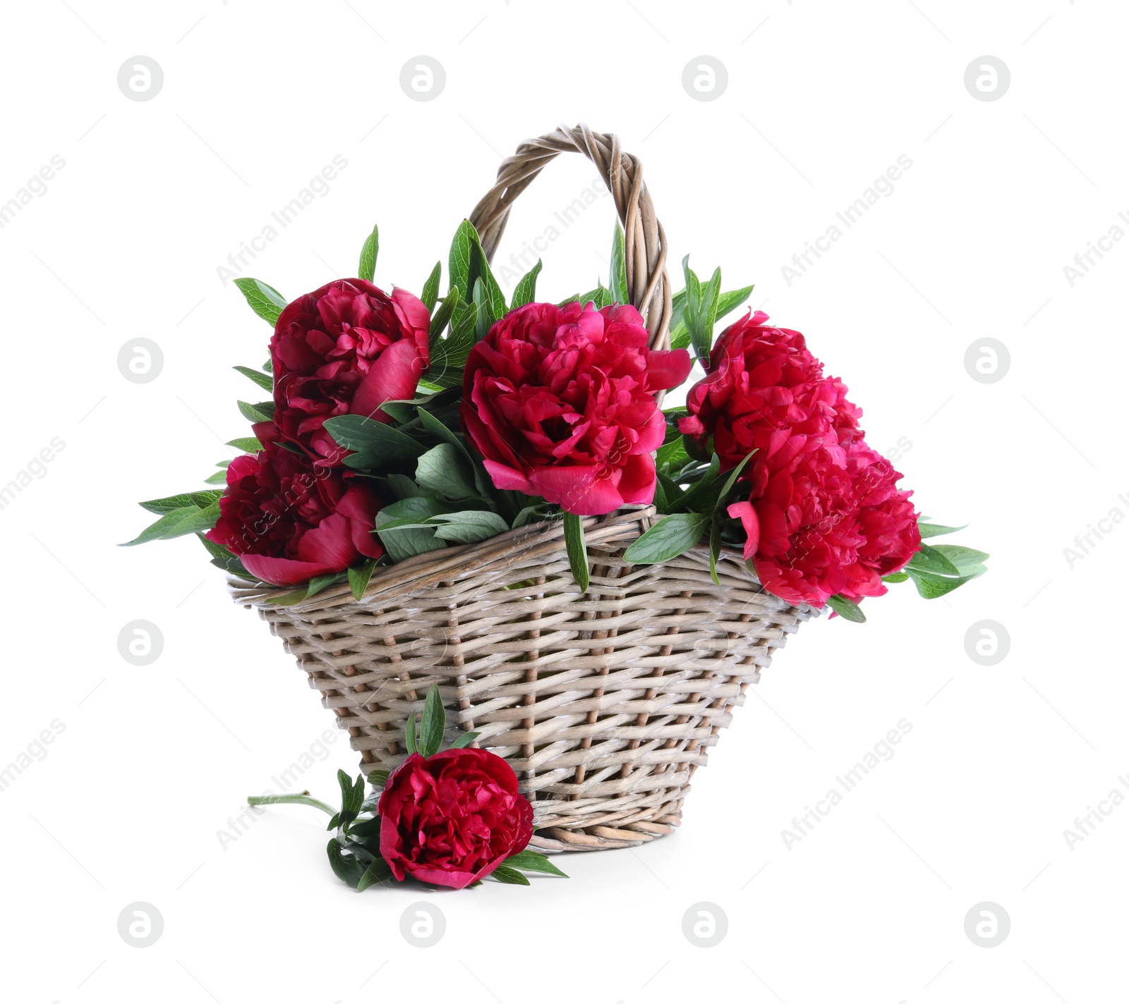 Photo of Bouquet of beautiful red peonies in wicker basket isolated on white