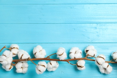 Branch of cotton plant on light blue wooden background, top view. Space for text