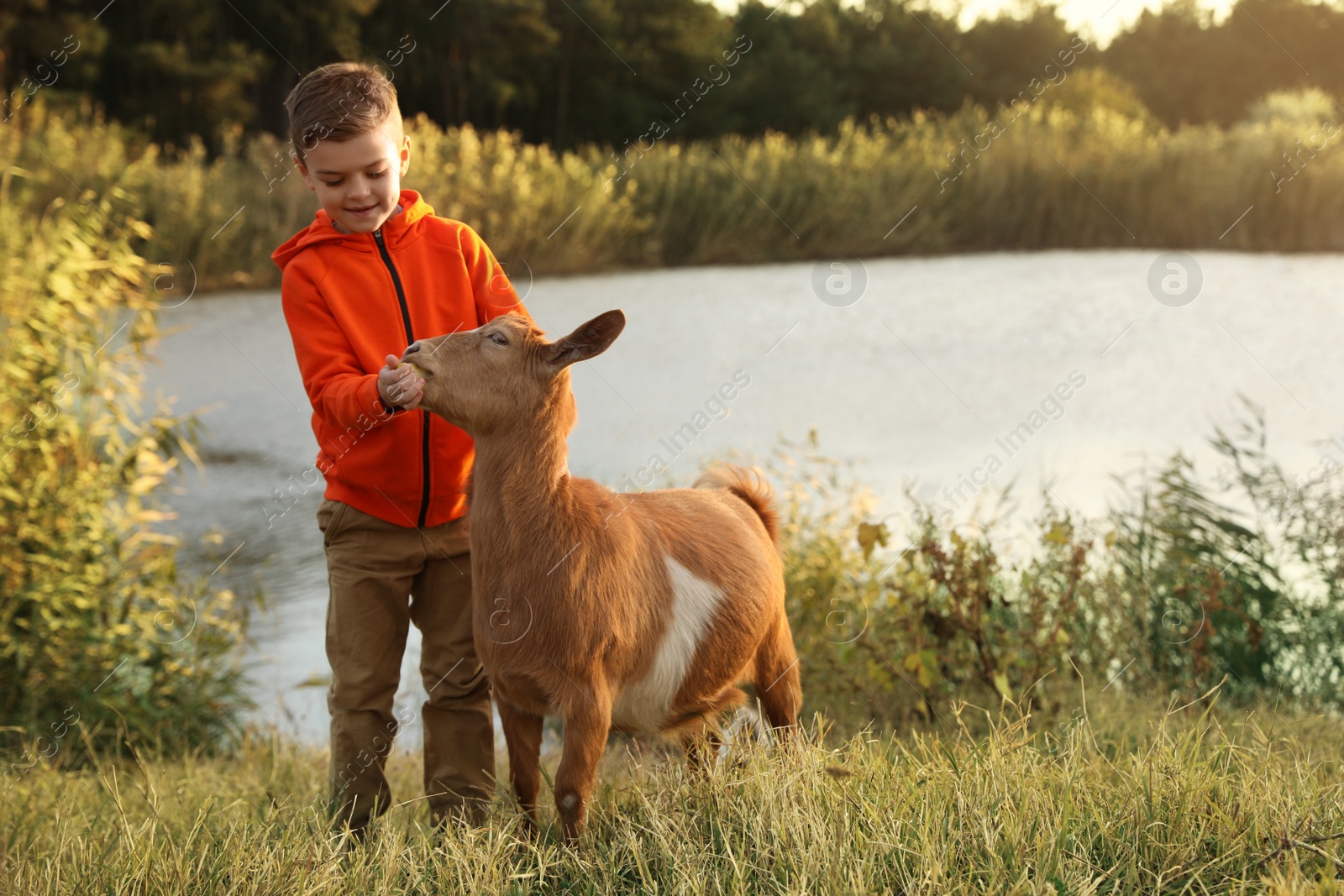 Photo of Farm animal. Cute little boy feeding goat on pasture near pond, space for text