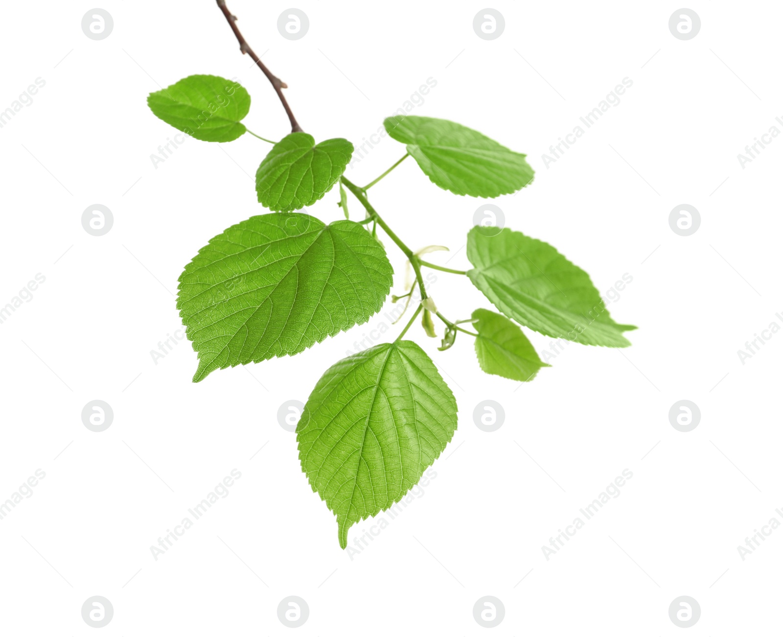 Photo of Branch with green leaves on white background