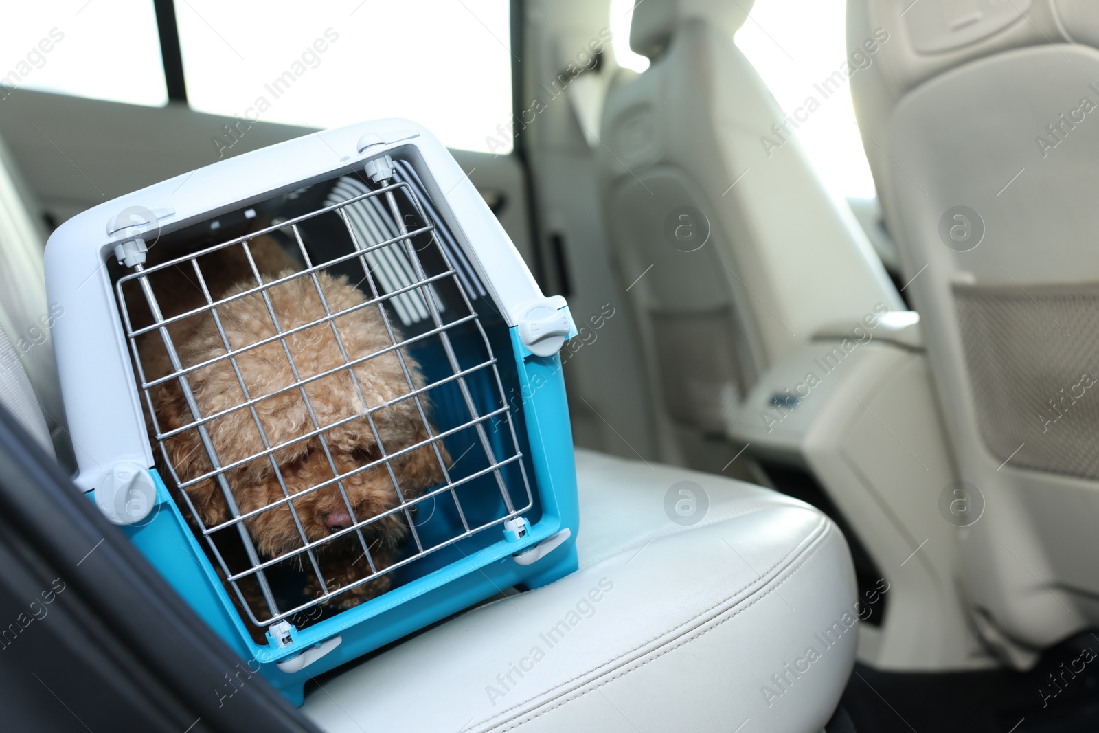 Photo of Cute dog in pet carrier travelling by car. Space for text