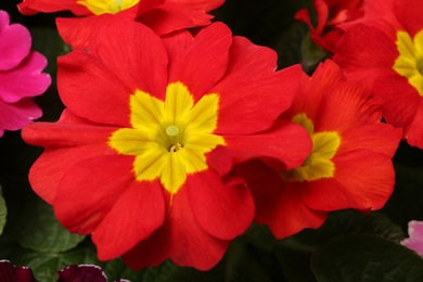 Photo of Beautiful primula (primrose) plant with red flowers, closeup. Spring blossom