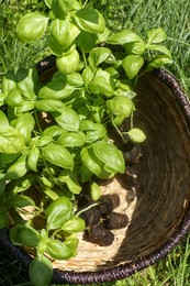 Wicker basket with seedlings on green grass, top view