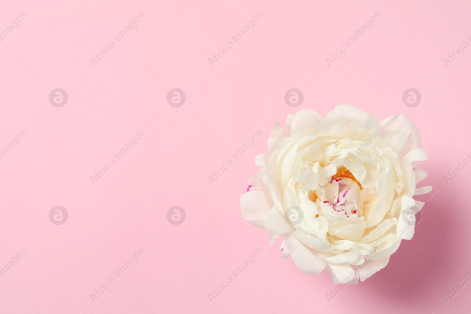 Photo of Beautiful peony on color background, flat lay with space for text