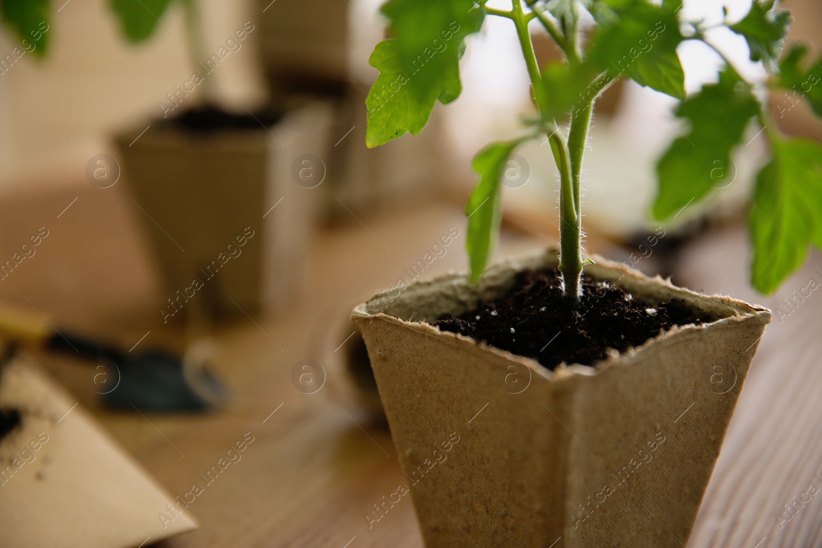 Photo of Green tomato seedling in peat pot on table, closeup