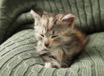 Photo of Cute kitten sleeping on knitted blanket. Baby animal