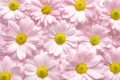 Beautiful chamomile flowers as background, top view