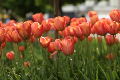 Photo of Beautiful colorful tulips growing in flower bed