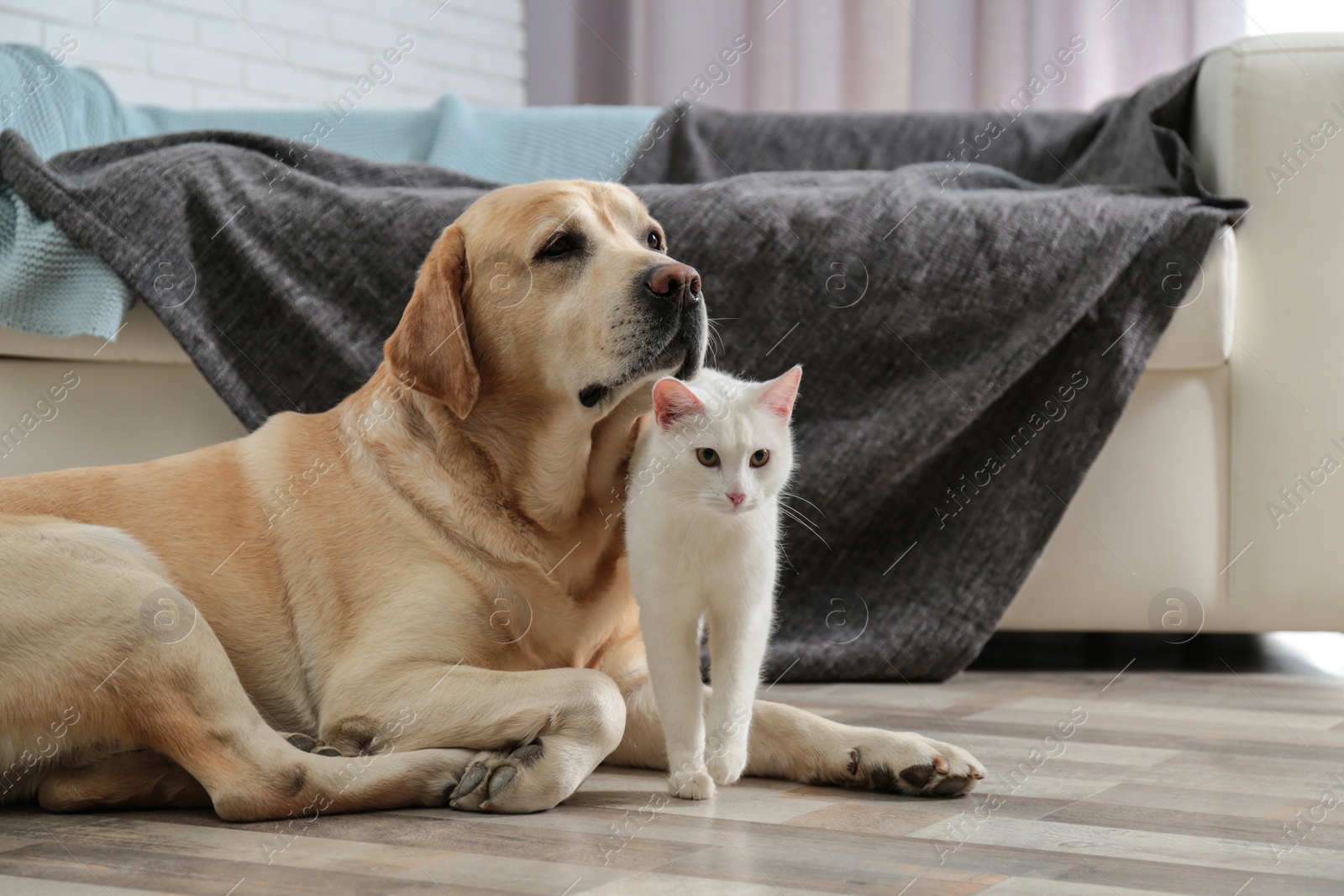 Photo of Adorable dog and cat together on floor indoors. Friends forever