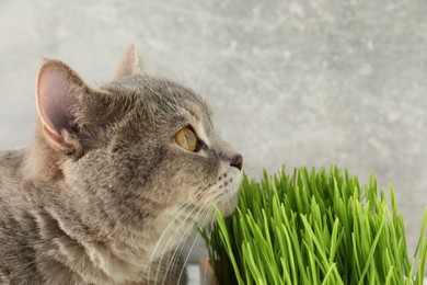 Cute cat and fresh green grass against grey wall, closeup