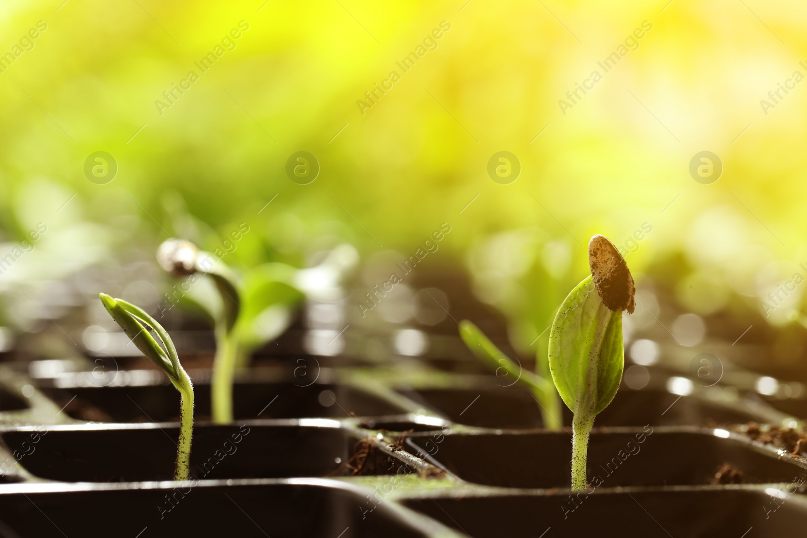 Image of Plastic tray with young vegetable plants grown from seeds in soil, closeup