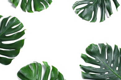 Green fresh monstera leaves on white background, top view. Tropical plant