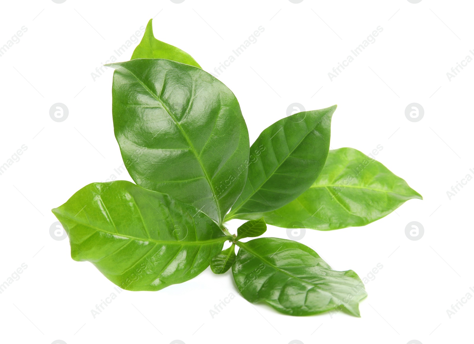 Photo of Branch of coffee plant isolated on white