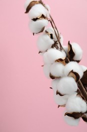 Photo of Beautiful cotton branch with fluffy flowers on pink background