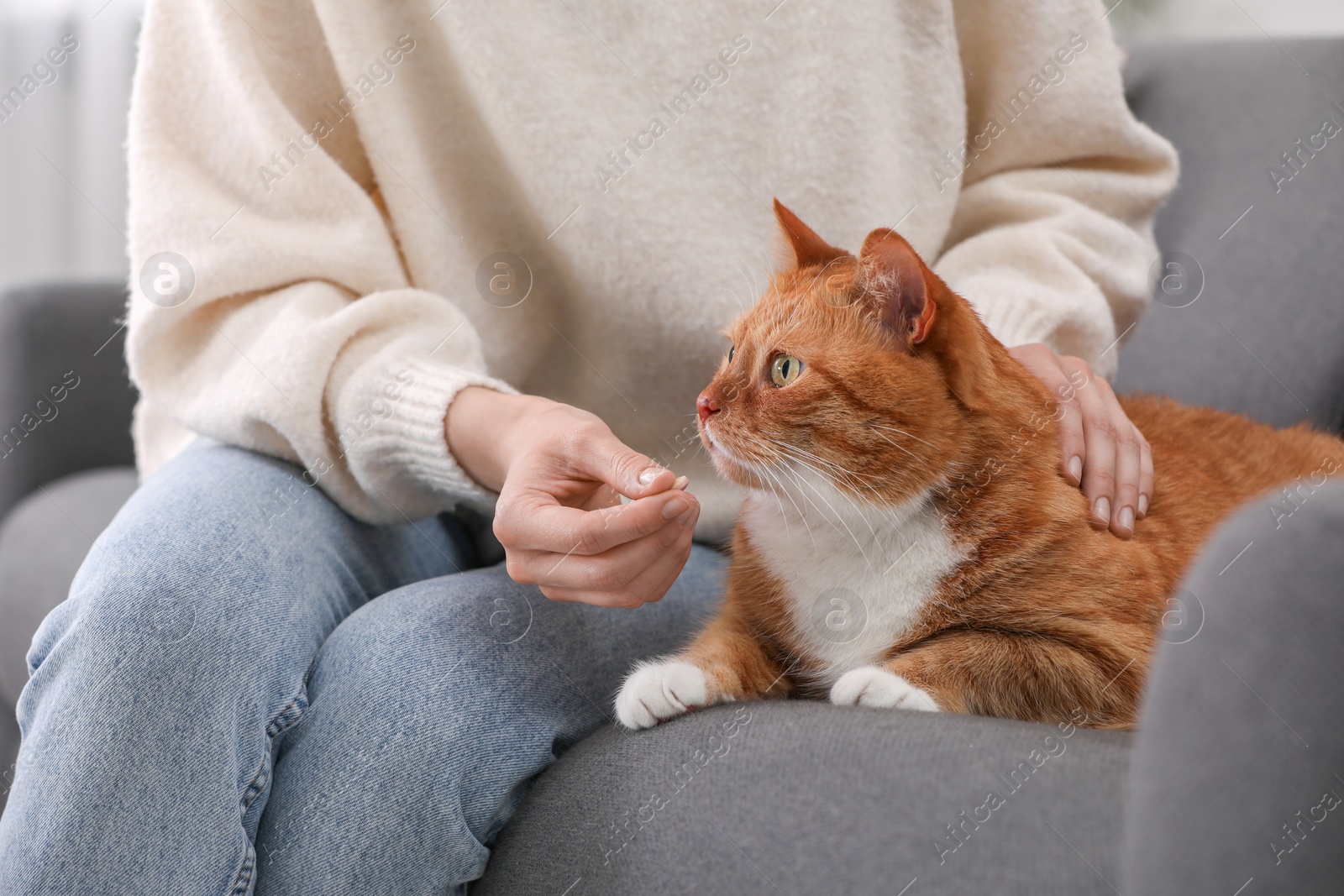Photo of Woman giving vitamin pill to cute cat on sofa indoors, closeup