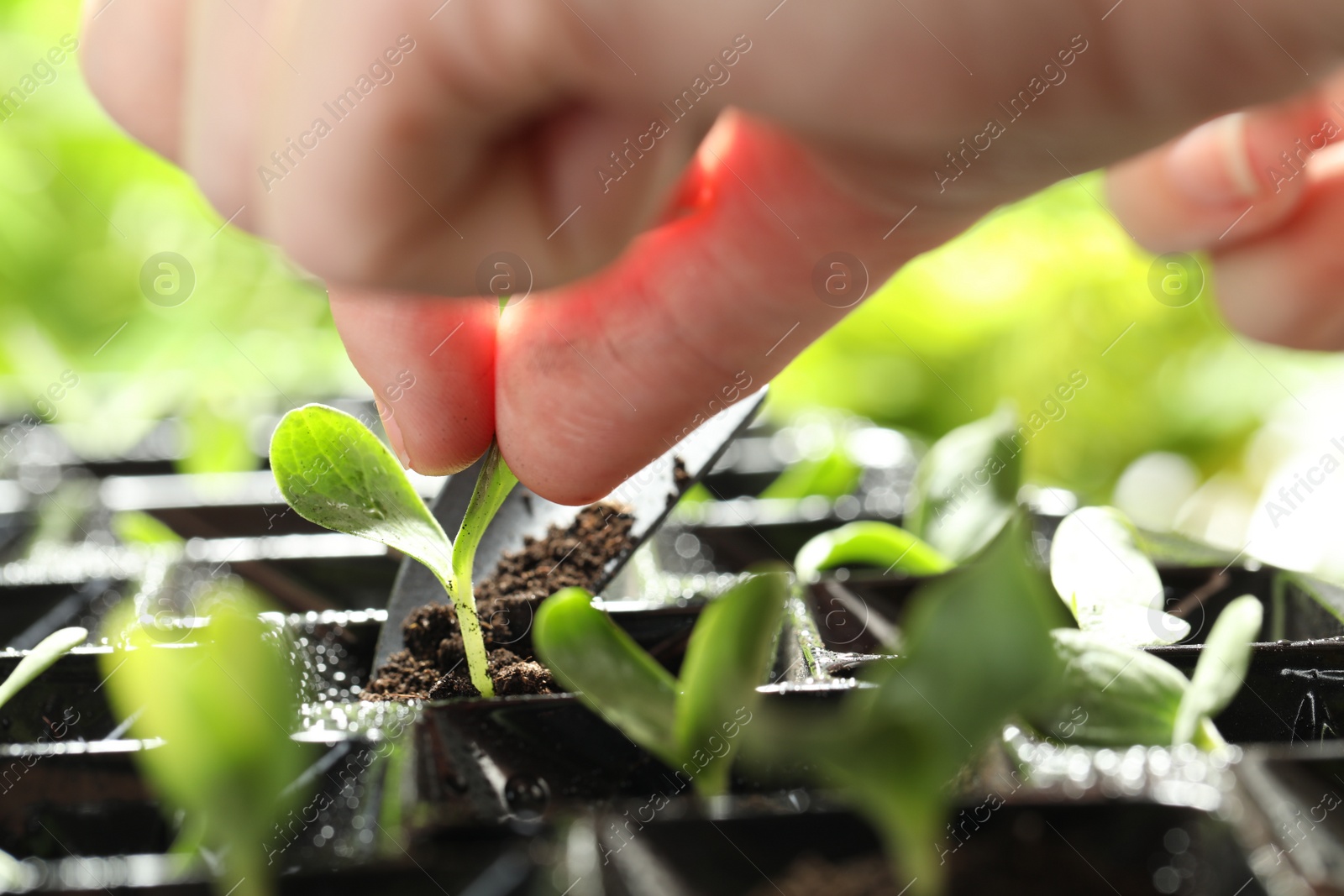 Photo of Woman planting young vegetable sprout into seedling tray, closeup