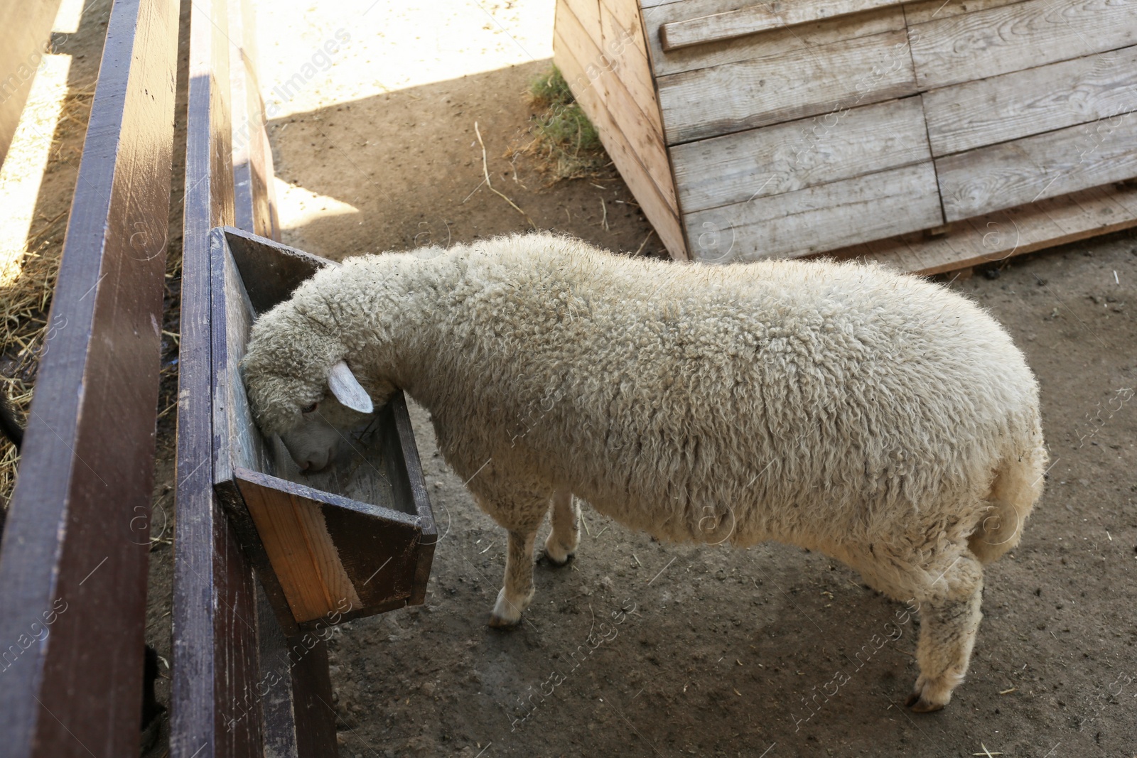 Photo of Cute funny sheep near fence on farm. Animal husbandry