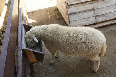 Cute funny sheep near fence on farm. Animal husbandry
