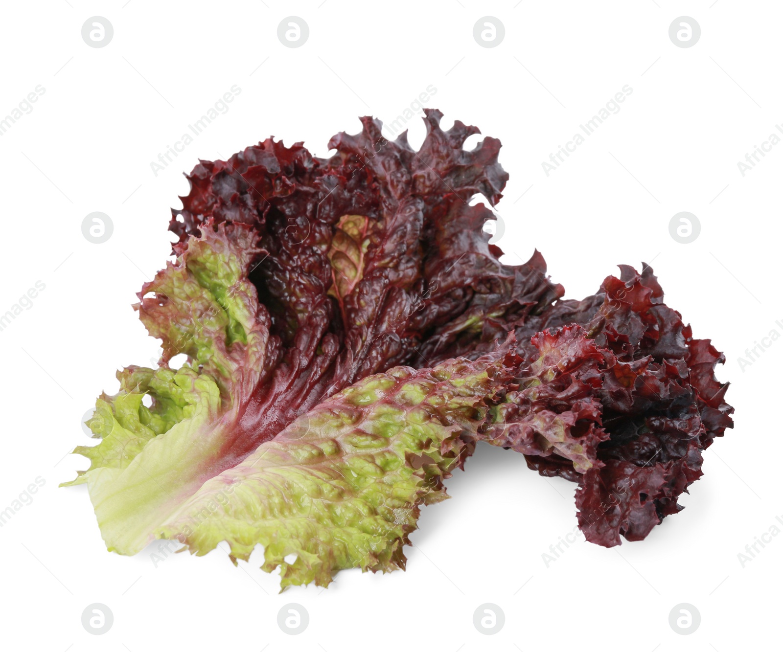 Photo of Leaf of fresh red coral lettuce isolated on white