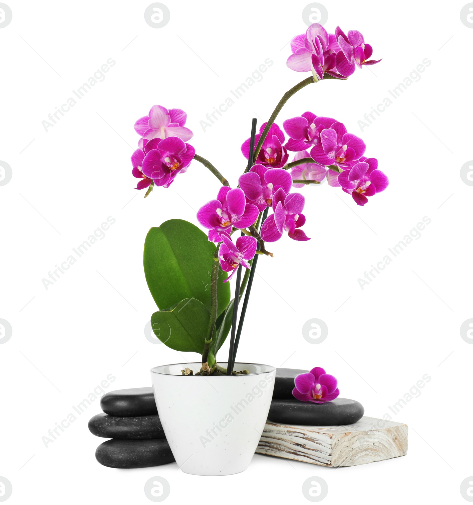 Photo of Composition with orchid in flowerpot and spa stones on white background