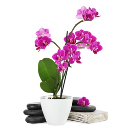 Photo of Composition with orchid in flowerpot and spa stones on white background