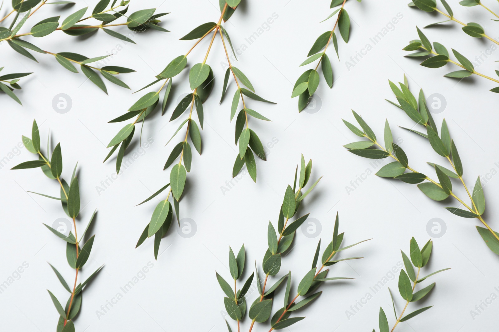 Photo of Eucalyptus branches with fresh leaves on white background, top view