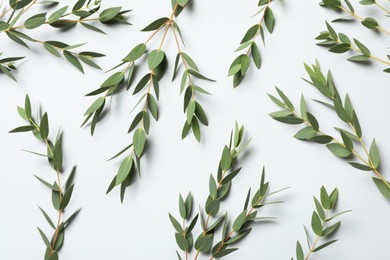 Eucalyptus branches with fresh leaves on white background, top view