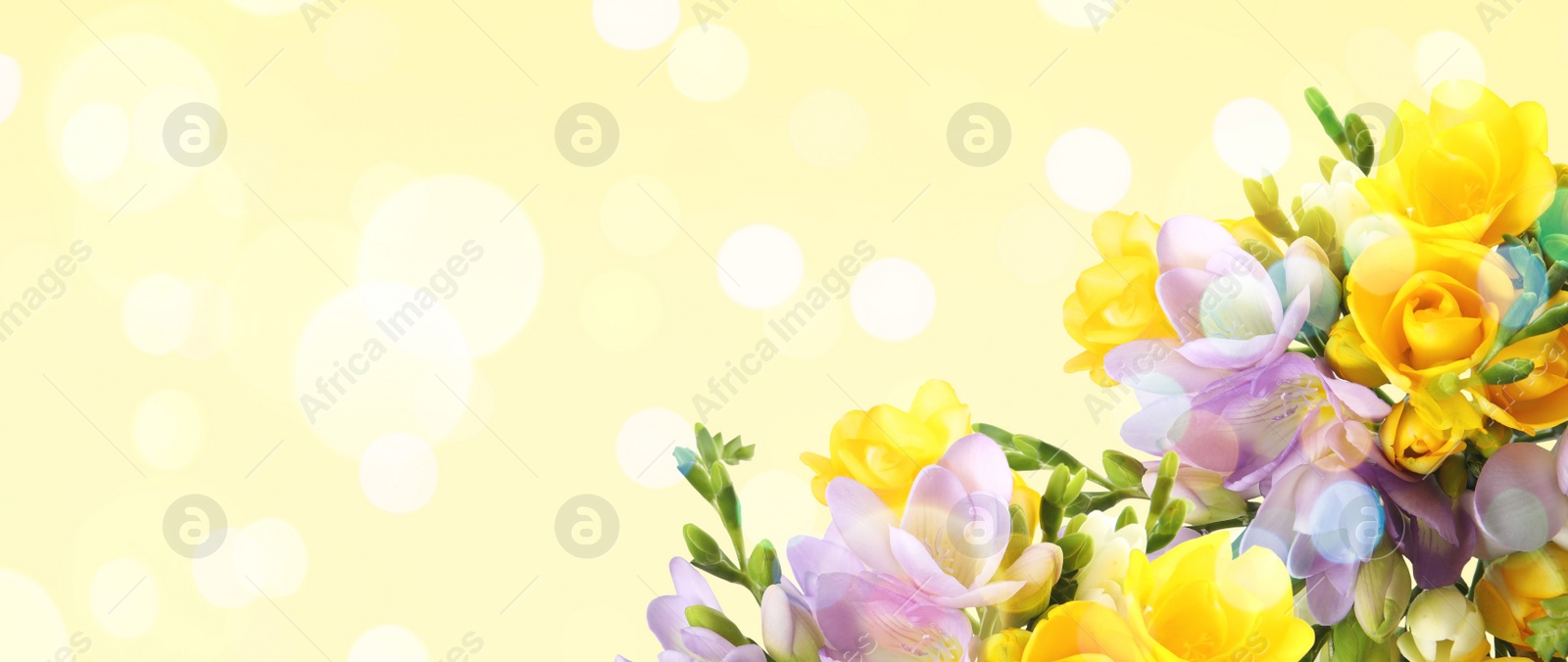 Image of Bouquet of beautiful freesia flowers on beige background, space for text. Banner design