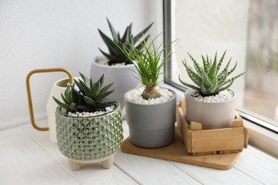 Photo of Beautiful Aloe, Nolina and Haworthia in pots on white wooden windowsill. Different house plants