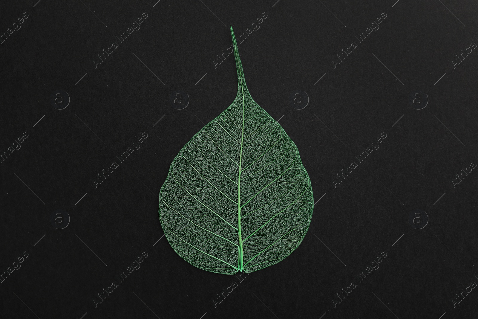 Photo of Beautiful decorative skeleton leaf on black background, top view