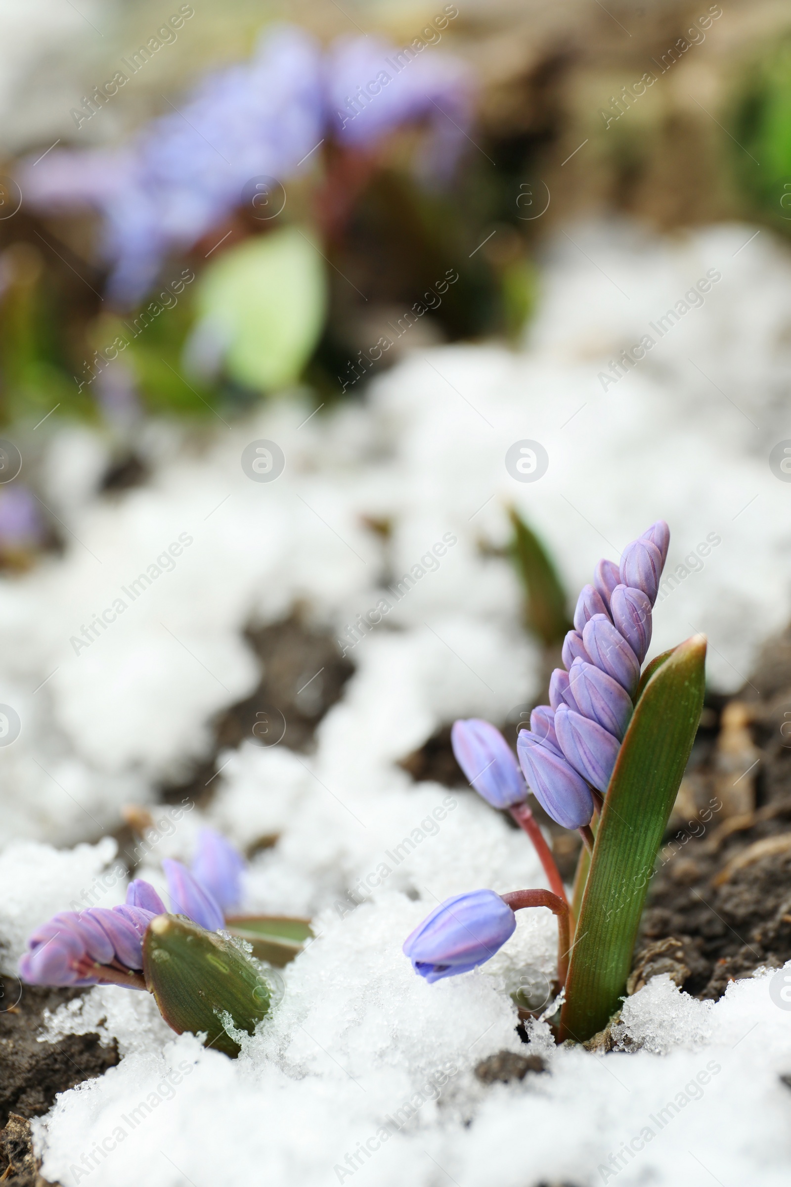 Photo of Beautiful lilac alpine squill flowers growing outdoors