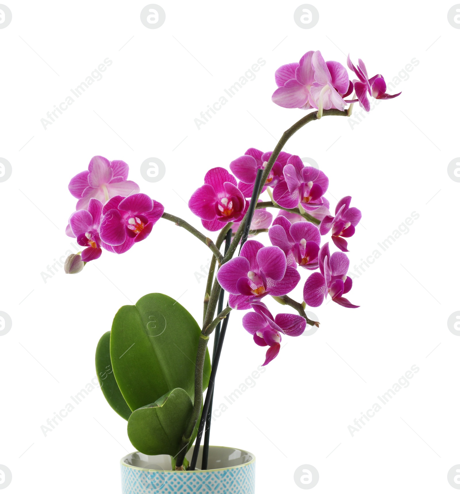 Photo of Beautiful tropical orchid flower in pot on white background