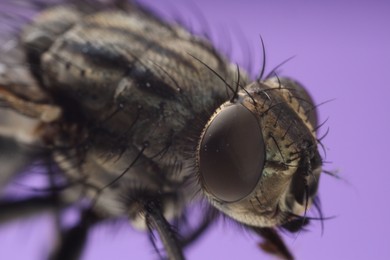 Photo of Macro view of black house fly on violet background