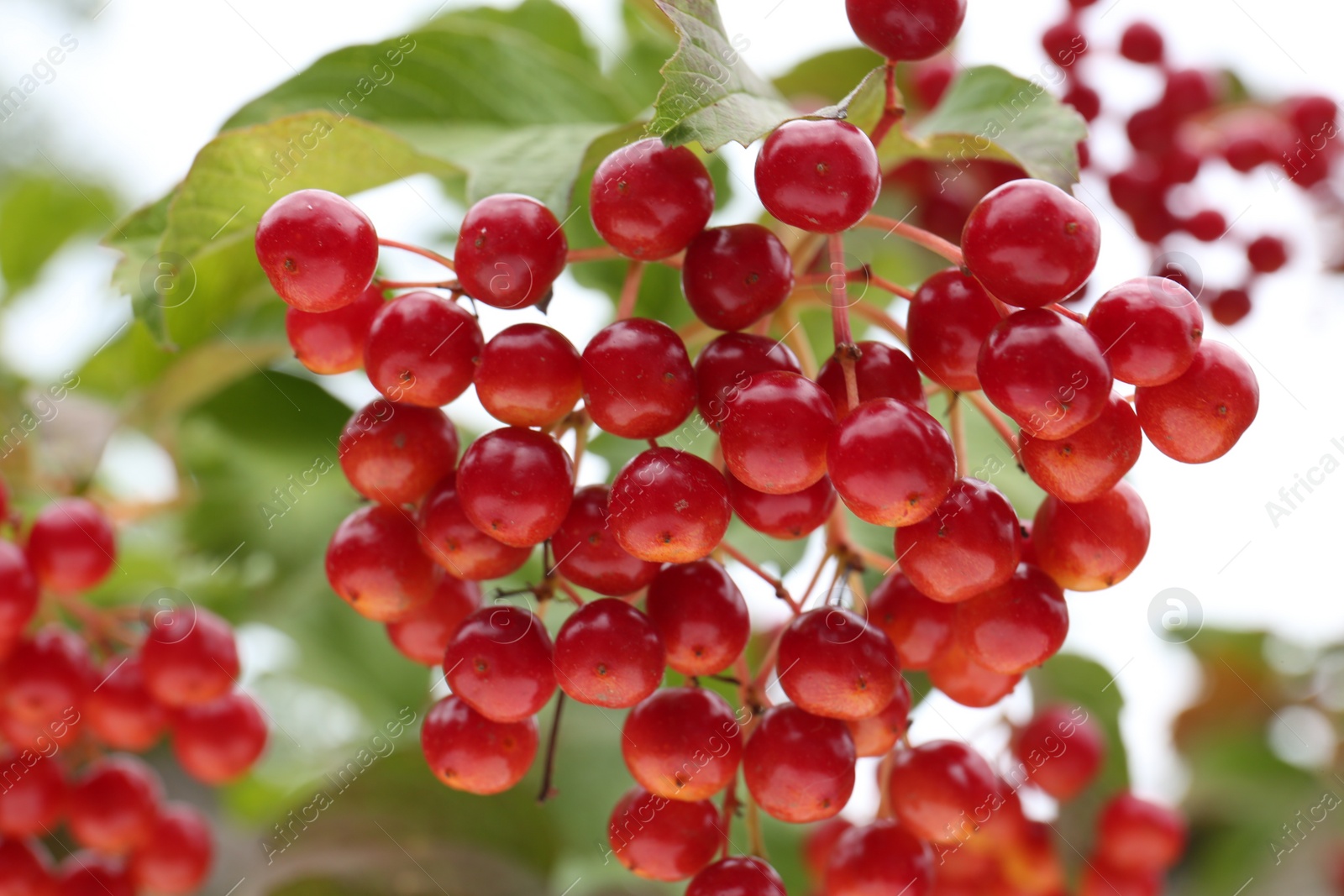 Photo of Beautiful viburnum shrub with ripe berries outdoors, closeup