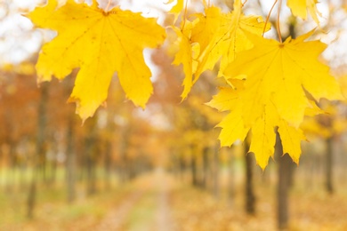 Photo of Closeup view of branch with yellow leaves on autumn day