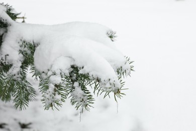 Fir tree covered with snow on winter day, closeup