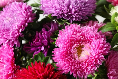 Photo of Beautiful aster flowers as background, closeup view