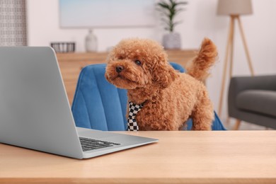 Photo of Cute Maltipoo dog wearing checkered tie at desk with laptop in room. Lovely pet