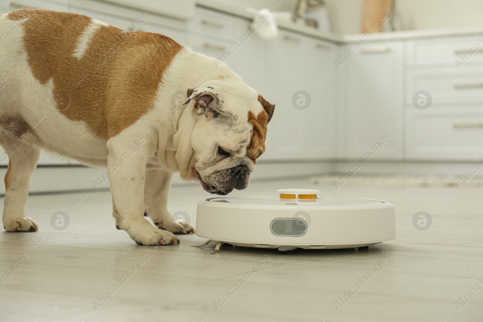 Photo of Robotic vacuum cleaner and adorable dog on floor in kitchen