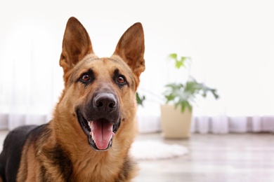 Photo of Adorable German shepherd dog lying on floor indoors