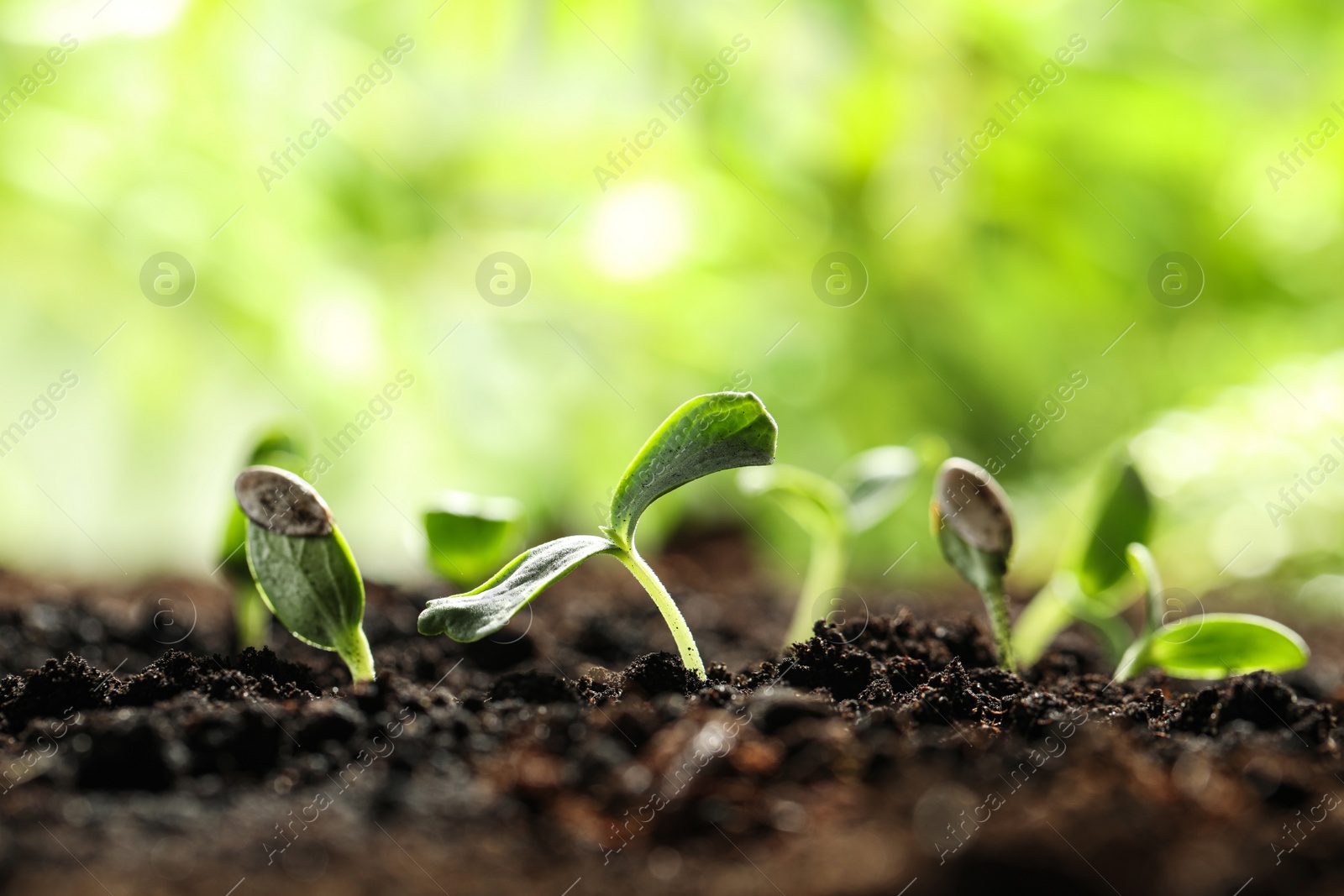 Photo of Young vegetable seedlings growing in soil outdoors, space for text