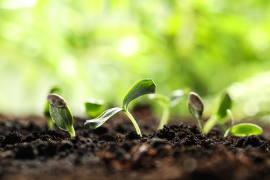 Young vegetable seedlings growing in soil outdoors, space for text