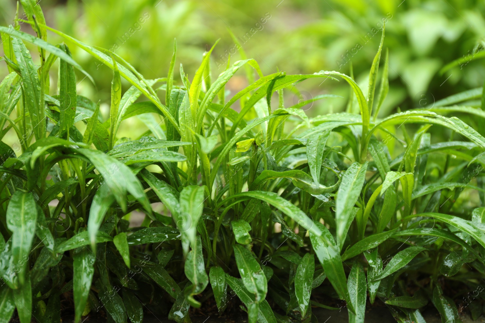 Photo of Green leaves with rain drop in garden, closeup view