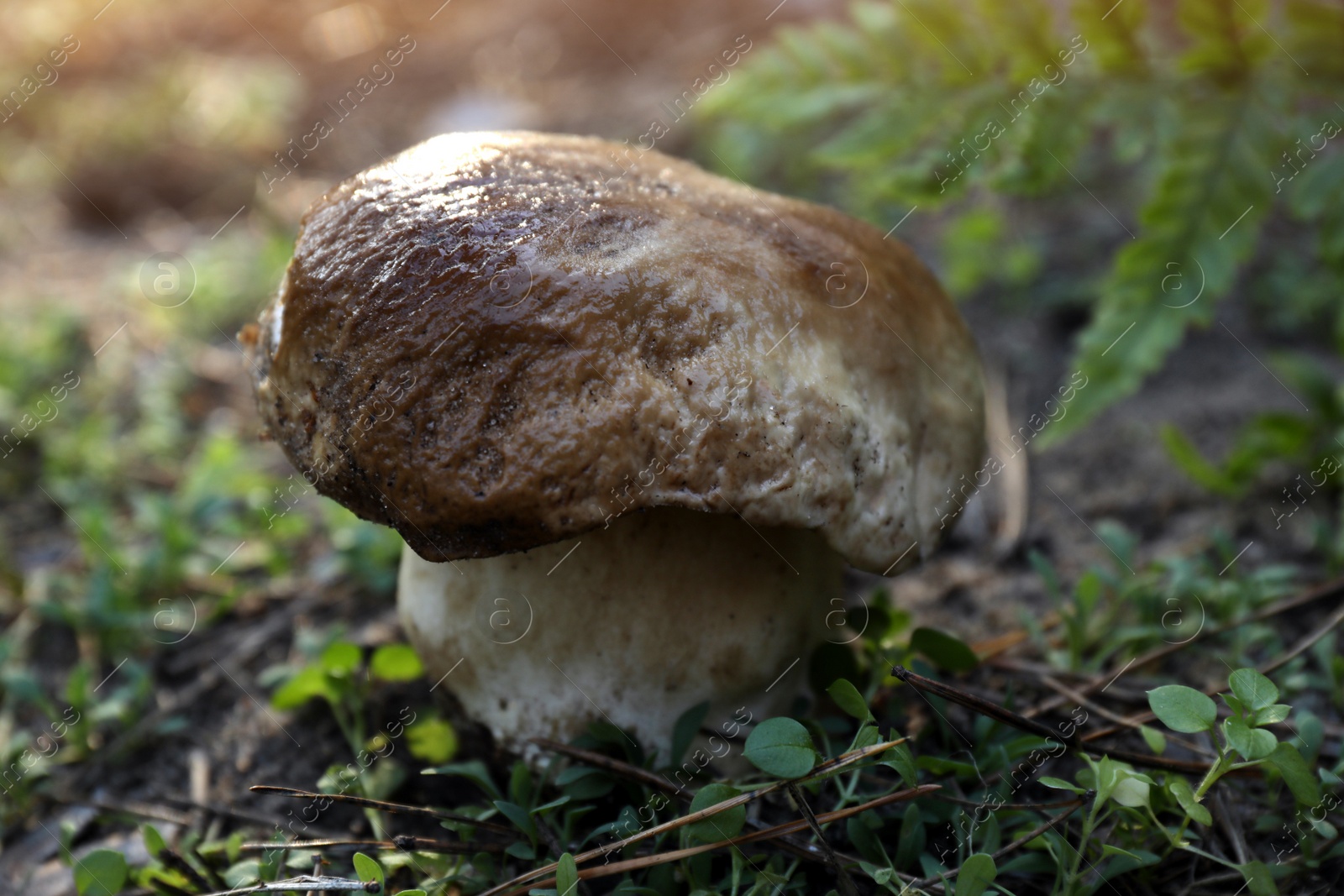 Photo of Fresh wild mushroom growing in forest, closeup view