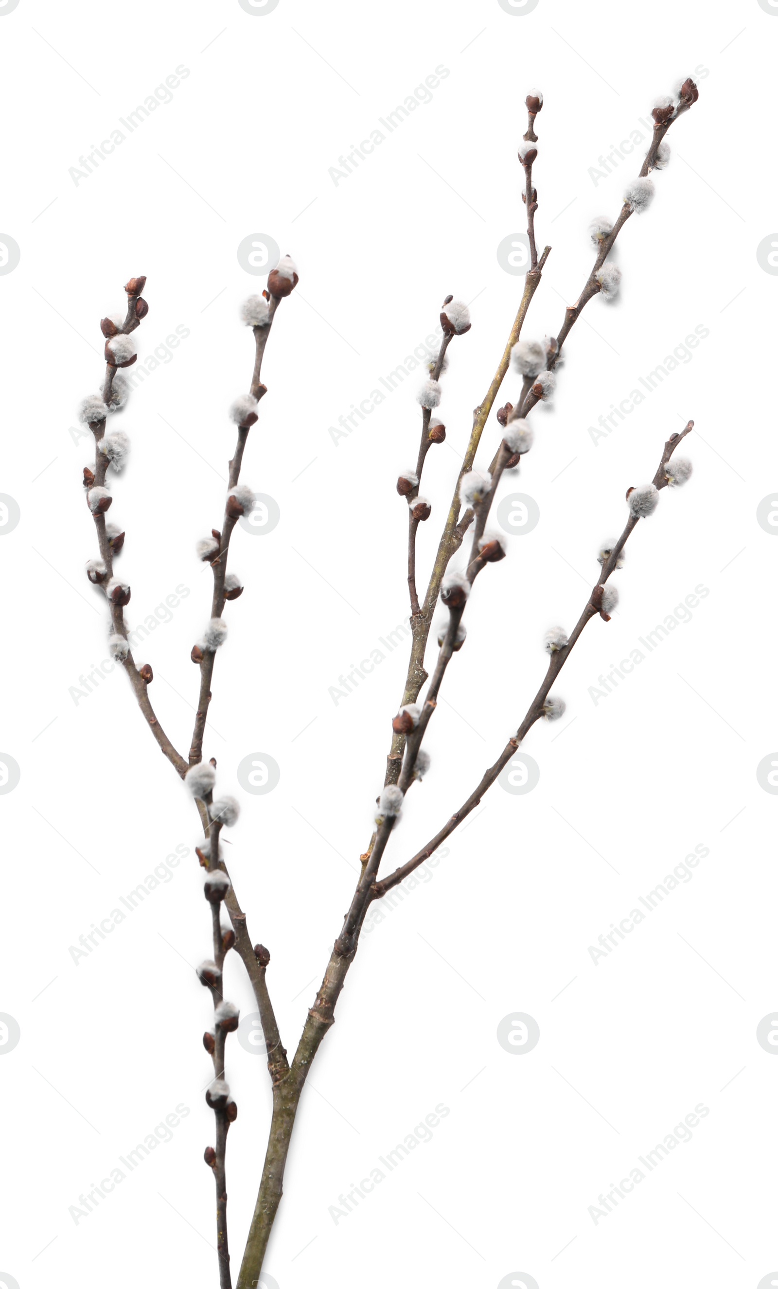 Photo of Beautiful pussy willow branch with flowering catkins isolated on white