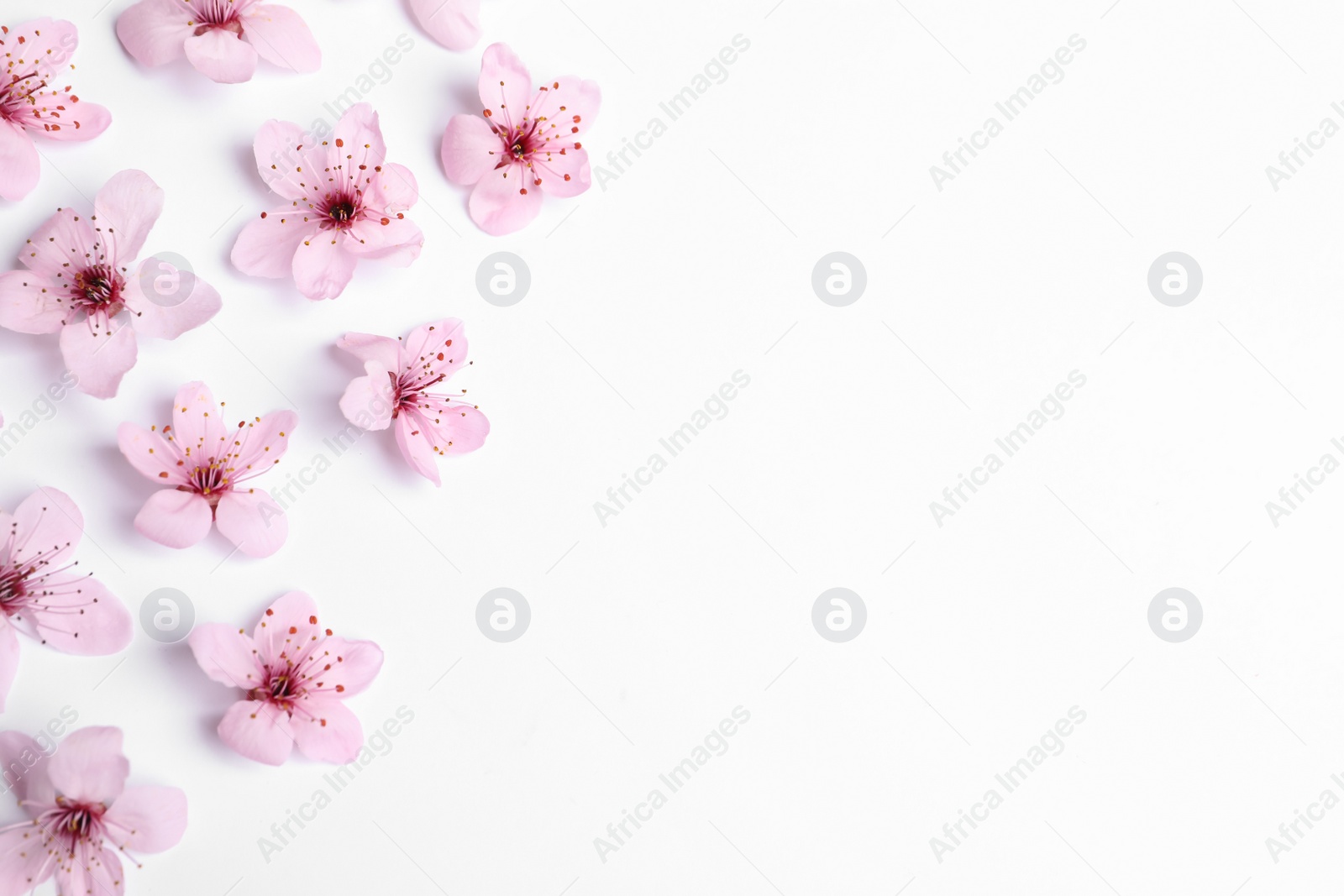 Photo of Beautiful spring tree blossoms as border on white background, top view. Space for text