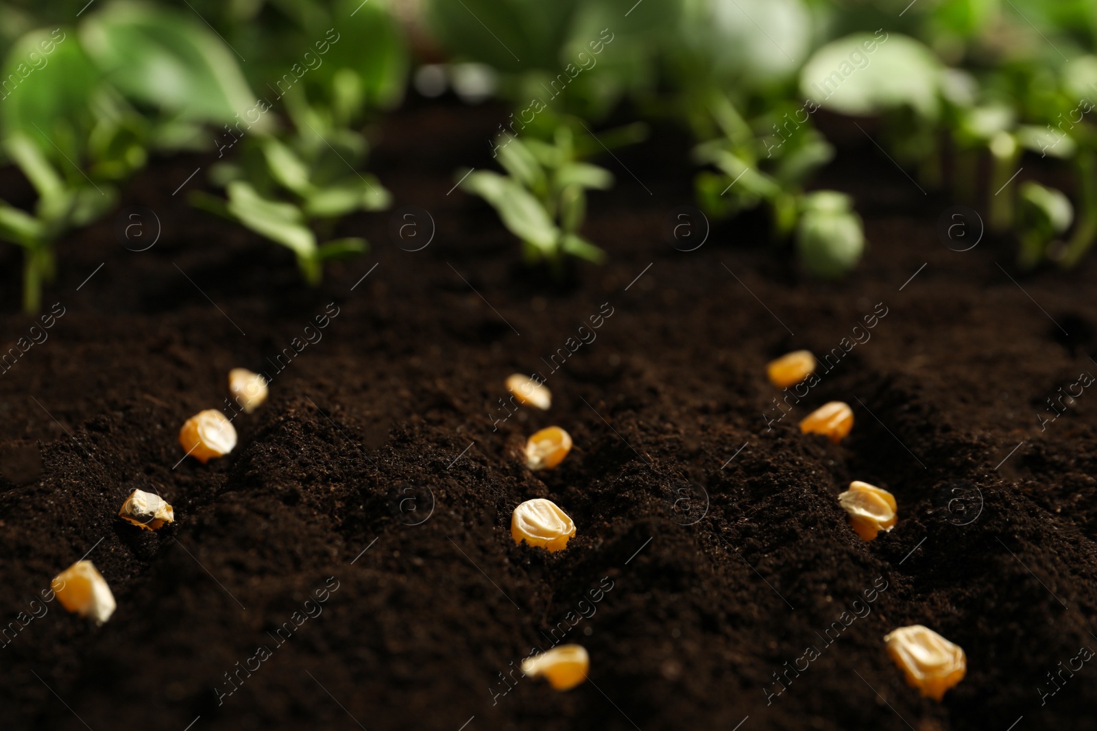 Photo of Corn seeds in fertile soil. Vegetables growing