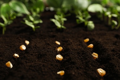 Corn seeds in fertile soil. Vegetables growing