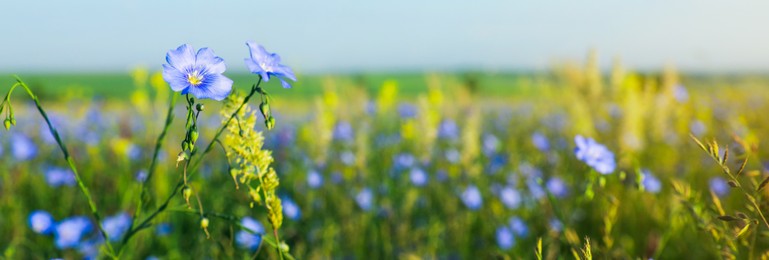 Image of Beautiful blooming flax plants in meadow, space for text. Banner design